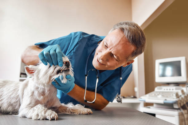 Best After-Hours Emergency Dentist in Breckenridge, CO